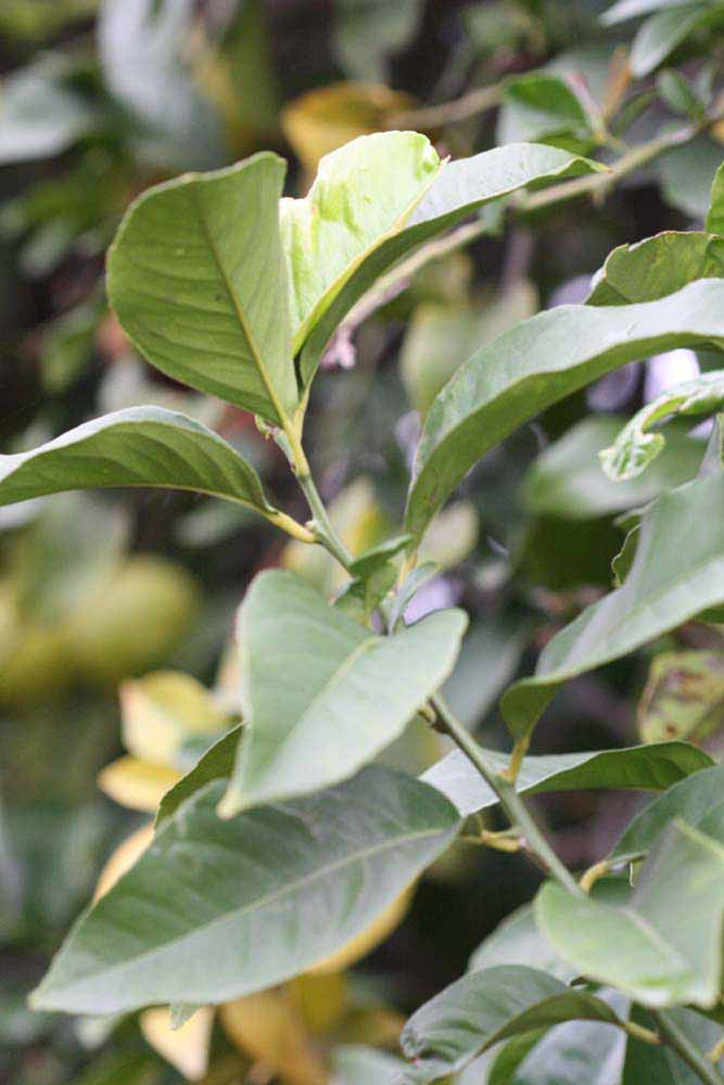               Sun leaves (Cascade, Riverside, CA)   
